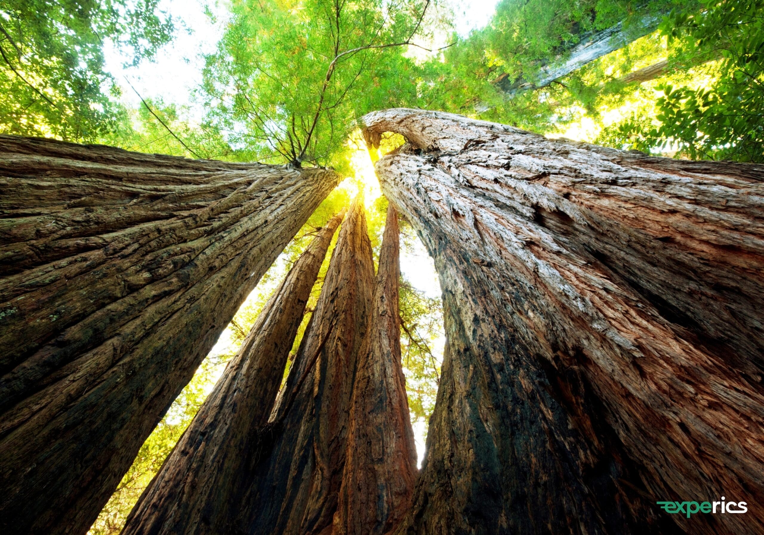 Evergreen Content: So bleiben deine Inhalte zeitlos erfolgreich